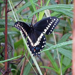 Black swallowtail (male)
