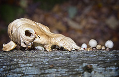 "Skull" fungus
