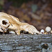 "Skull" fungus