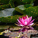 Seerose auf dem Dorfweiher ~ Water lily on the village pond