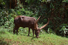 Uganda, Home Cattle