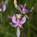 Calopogon pallidus (Pale Grass-pink orchid)