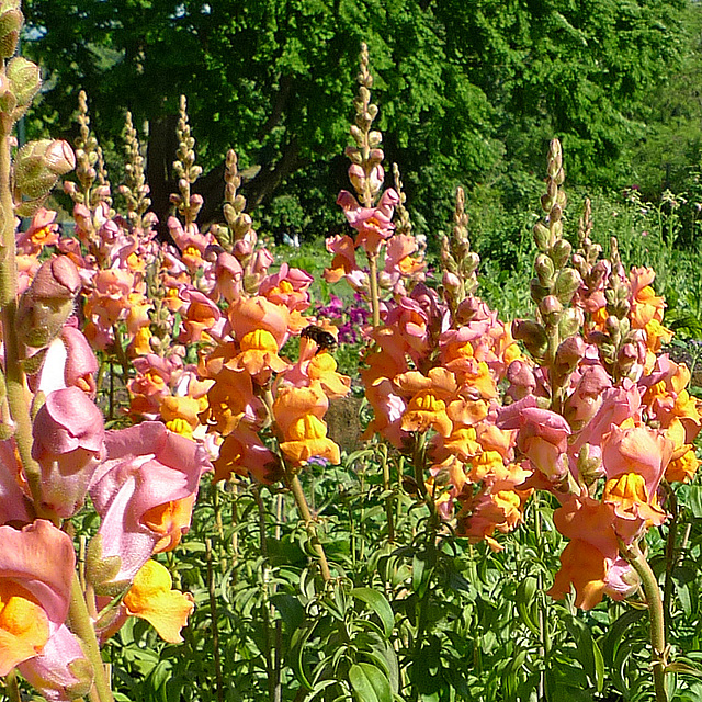 Sweden - Lund, Botanical Garden