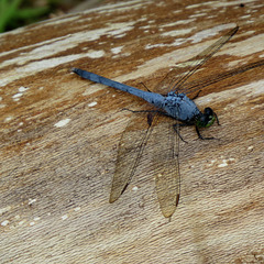 Common pondhawk dragonfly (male)