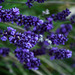 Lavender-Depth of Field