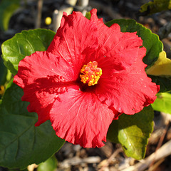 hibiscus in July