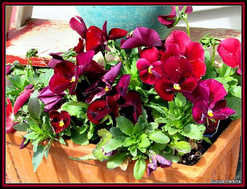 Pansies In A Container