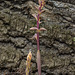 Corallorhiza striata var. striata (Striped Coralroot orchid)