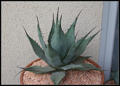 Agave neomexicana grise  (3)