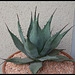 Agave neomexicana grise  (3)