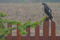 HFF from my Sparrowhawk garden visitor