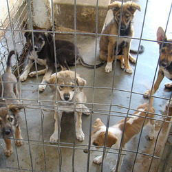(1) 13.08.2015, Puppies from Bragadiru on death row