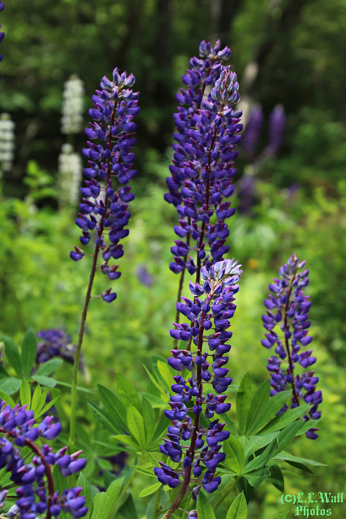 Lupines, in a Royal Hue