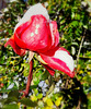 Red rose under the first snow