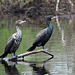 Double-crested Cormorants (Explored)