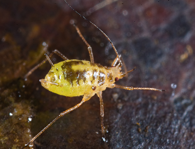 Aphid IMG 7270