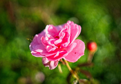 Die Rosen im Park am See zeigen sich noch immer sehr schön :))  The roses in the park by the lake are still very beautiful :))  Les roses du parc au bord du lac sont toujours très belles :))
