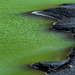 Grüne Lagune - Detail