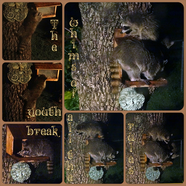 Mama Raccoon and 3 babies Collage ~ Poetography ~ Youth