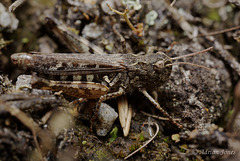Myrmeleotettix maculatus (Mottled Grasshopper)