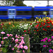 Flower  Train