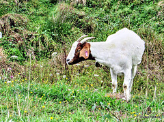 Goat On a Hillside