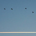 I wanted the birds as they flew past but noticed the plane too. )
