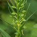 Dactylorhiza viridis (Longbract Frog orchid) aka Coeloglossum viride