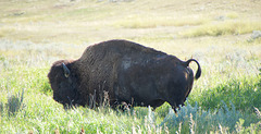 bison on half-alert