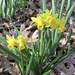 Little daffodils