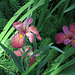 Huntington Gardens Iris (0234)