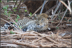 #38 Il leopardo (Panthera pardus) - Contest Without Prize (2017/11 CWP) "Mammals"