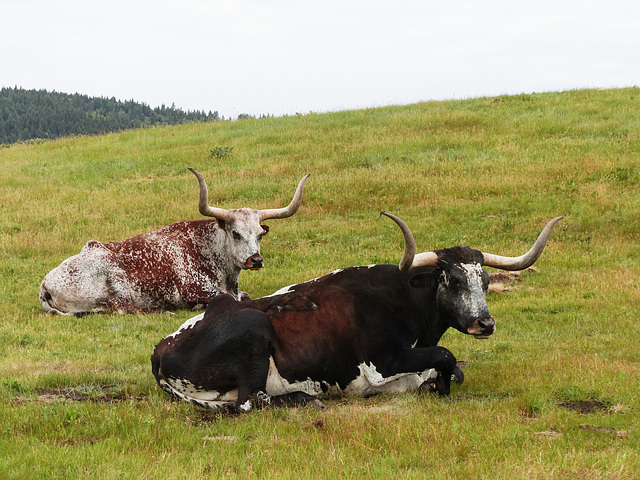 Longhorn cattle