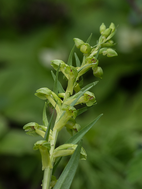 Dactylorhiza viridis (Longbract Frog orchid) aka Coeloglossum viride