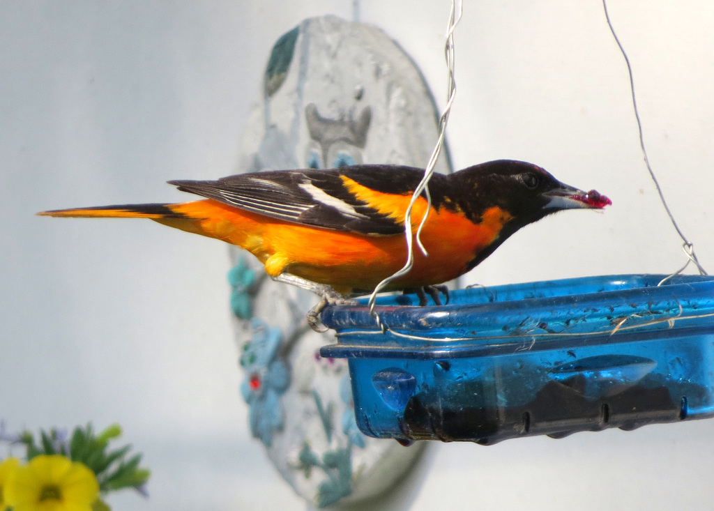 The Oriole is back