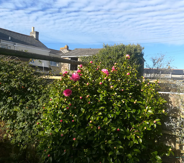 Camellia bush and mackerel sky