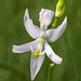 Calopogon pallidus (Pale Grass-pink orchid) true alba form