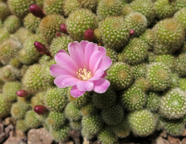 Huntington Gardens Cactus Flower (0241)