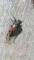 Cicada  Yoyetta aaede