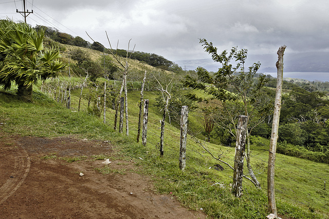Living Fence Posts – Nuevo Arenal, Guanacaste Province, Costa Rica