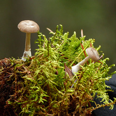 Small fungi growing among the mosses