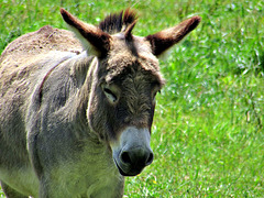 Donkey.