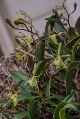 Epidendrum magnoliae (Green-fly orchid)