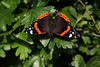 Red Admiral (Vanessa Atalanta) butterfly