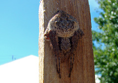 orb spider on a garden stake