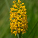 Gymnadeniopsis integra (Yellow fringless orchid)
