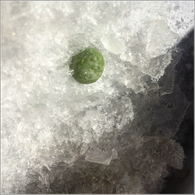 Frozen pea.