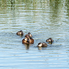 Ruddy Duck female and ducklings