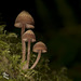 Three Stunning Mushrooms at Beverly Beach State Park (+7 insets)