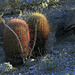 Barrel Cactus and Ocotillo